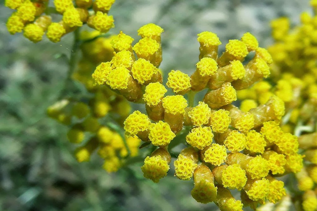 Elicrisum