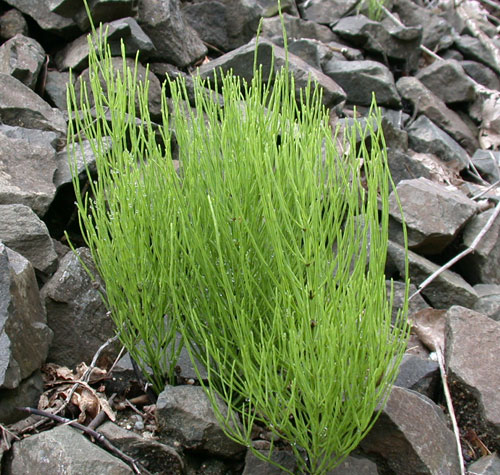 Equisetum Arvense
