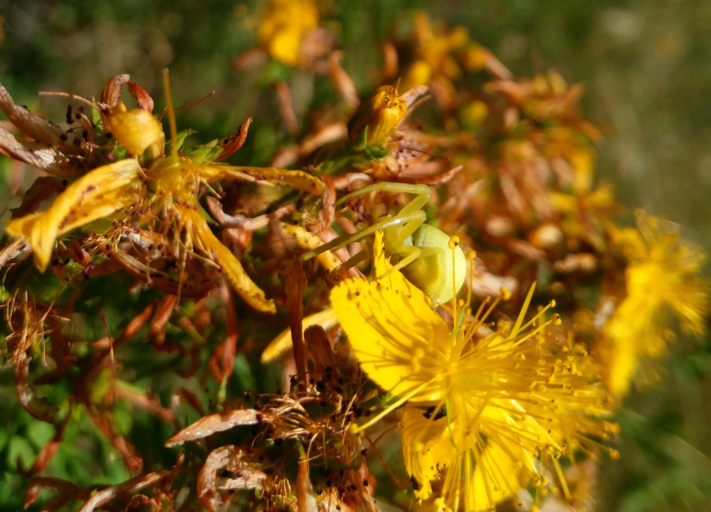Hypericum