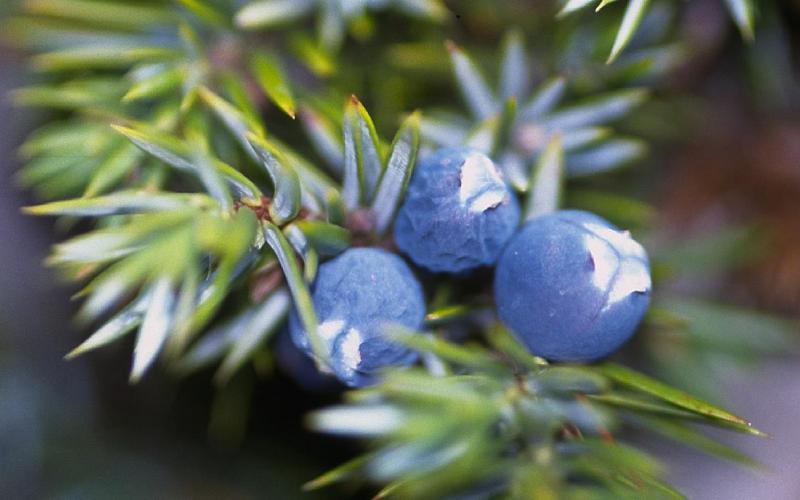 Juniperus Communis