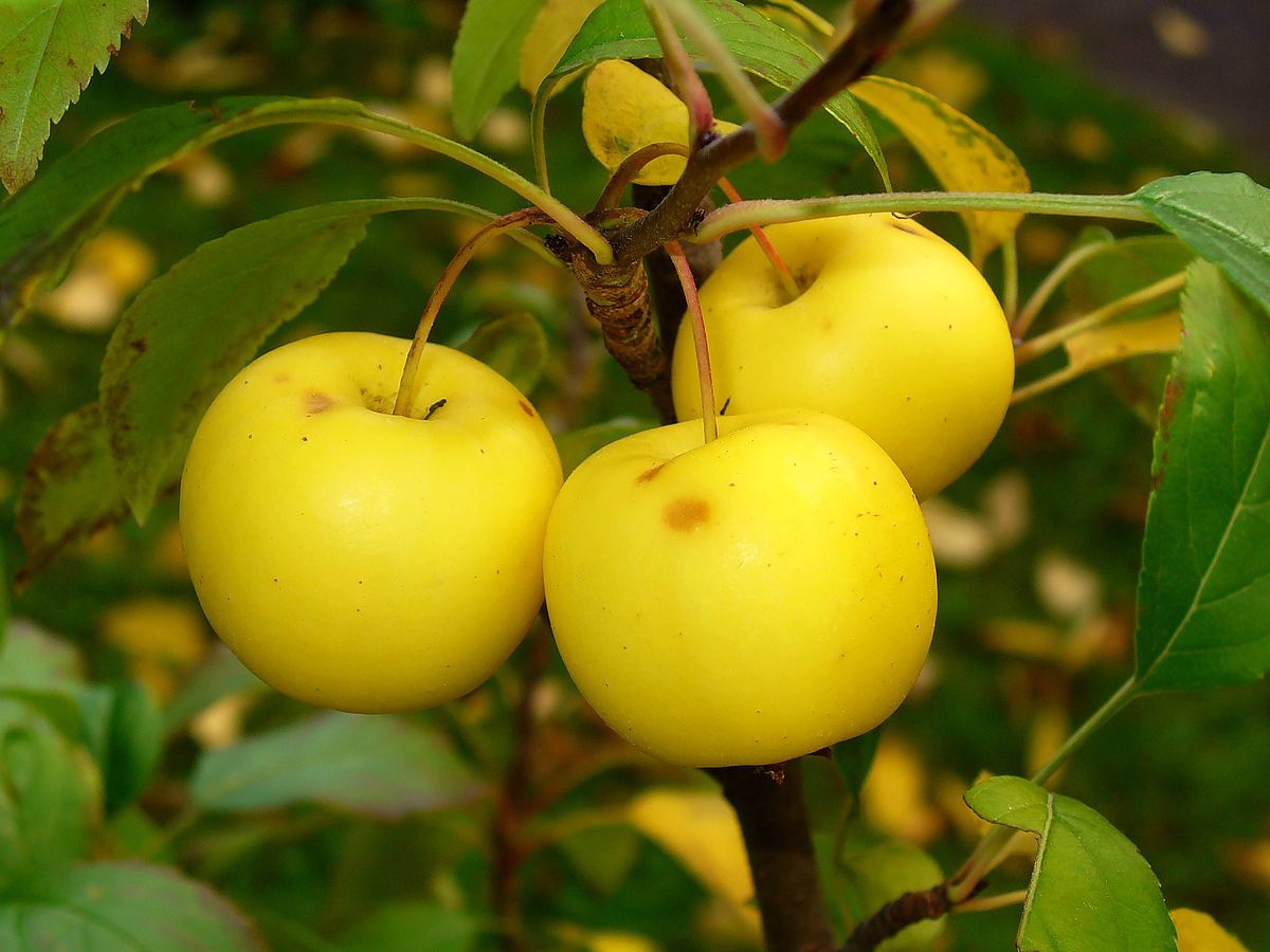 Malus Sylvestris Malus Sylvestris