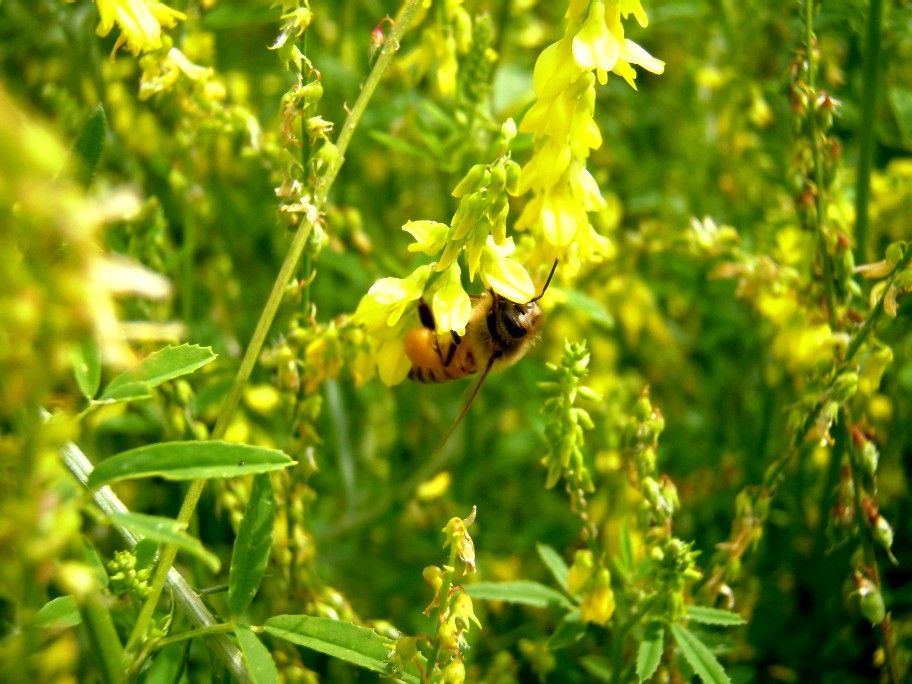 Melilotus Officinalis