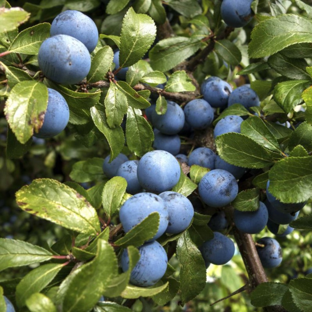 Prunus Spinosa