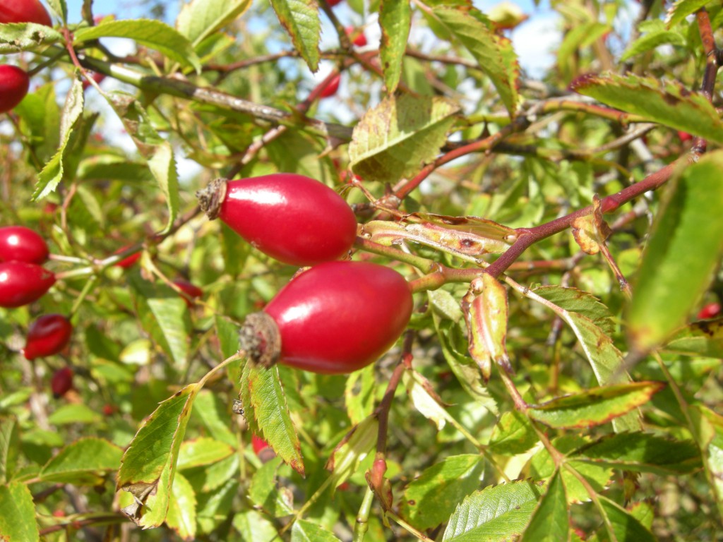 Rosa Canina