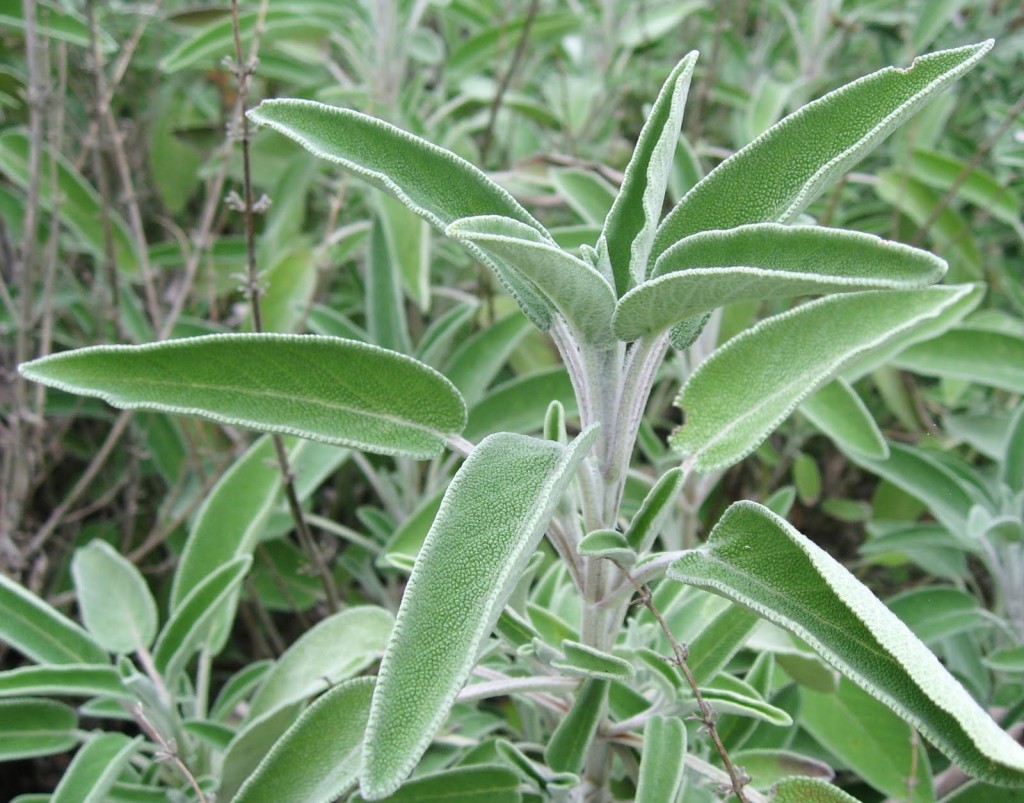 Salvia Officinalis Salvia Officinalis