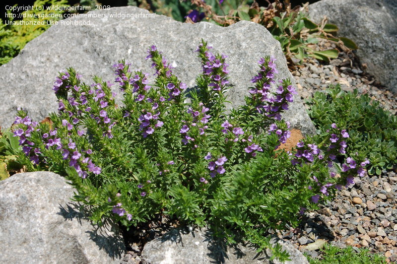 Satureja Montana