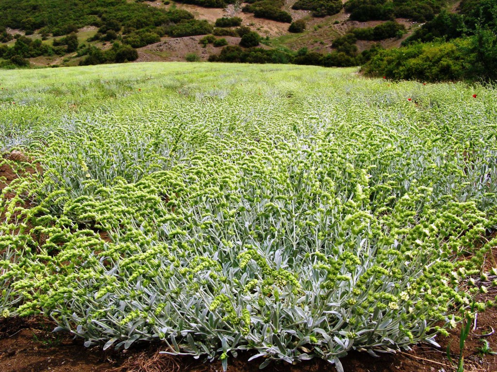 Sideritis