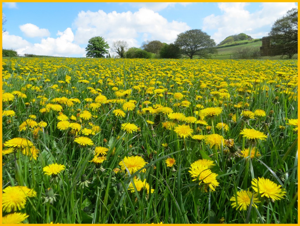Taraxacum Officinalis