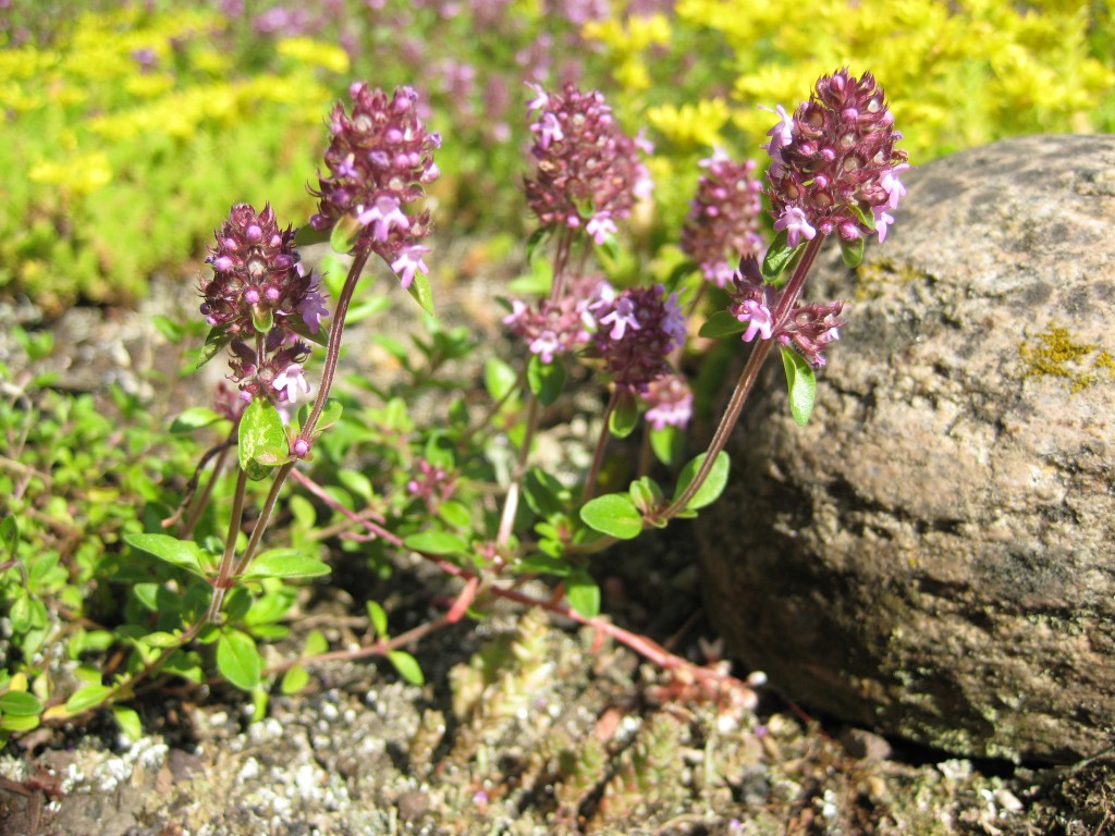 Thymus Serpyllum