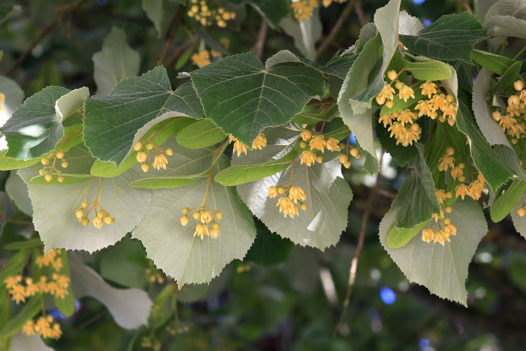 Tilia Argentea