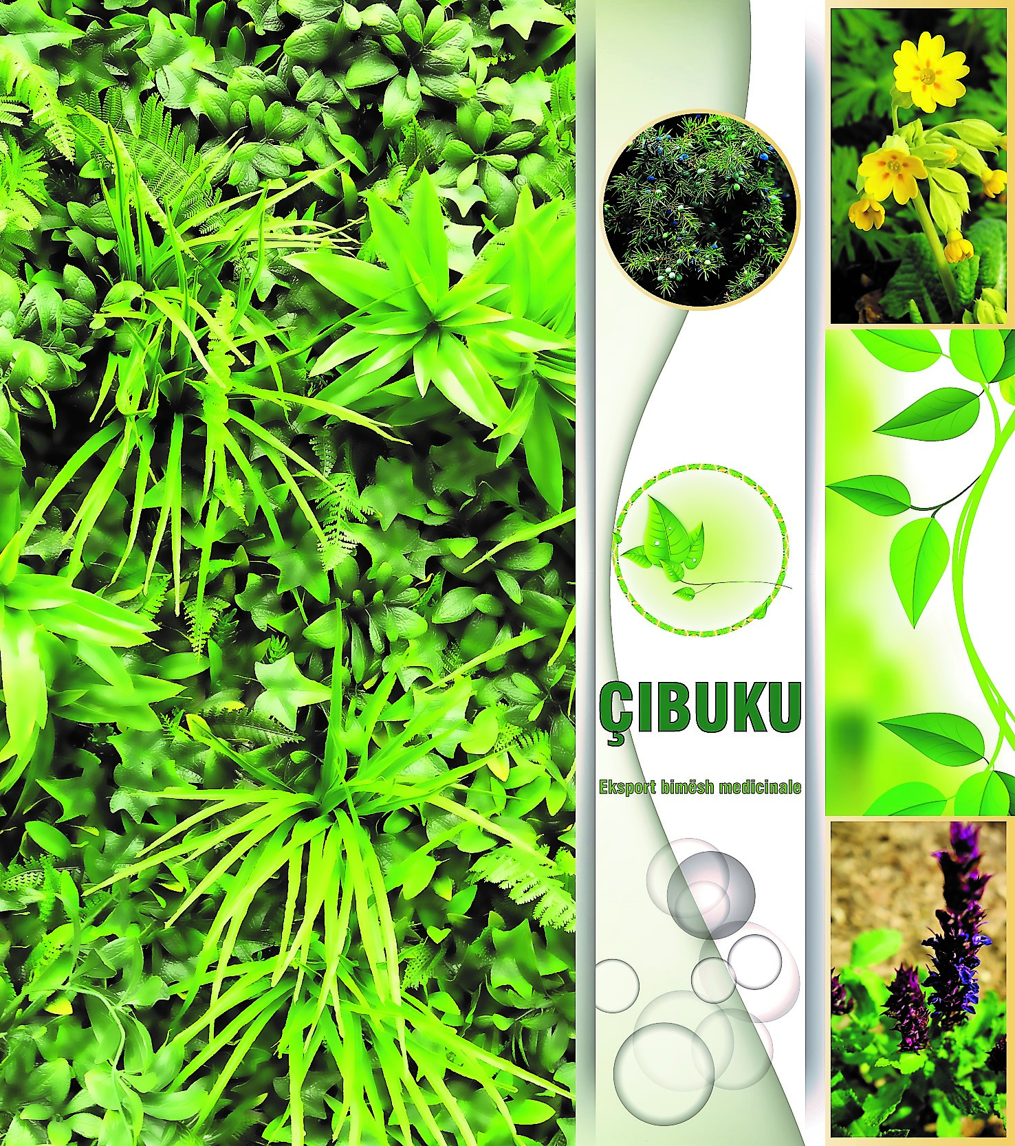 cibuku cibuku