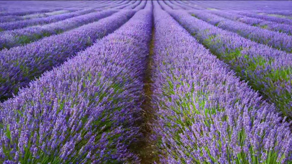 Lavandula